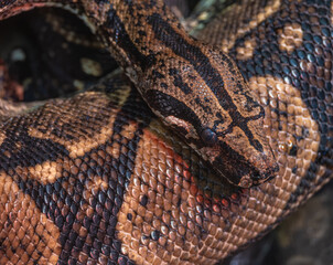 Python's head in close-up.