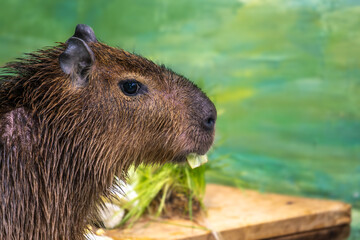 A two-storey building covered with wild grapes in autumn.