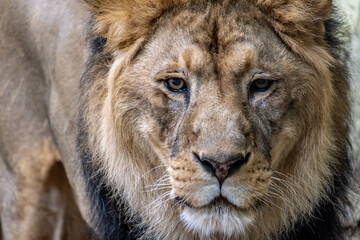 The lion's head in close-up.