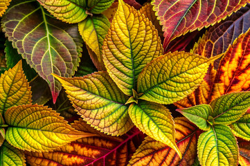 A vibrant collection of colorful leaves showcasing shades of green, yellow, and red, arranged beautifully for a stunning natural display.