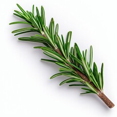 Obraz premium A photostock of small rosemary branches on a white background, aromatic and green.