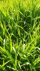 Obraz premium Lush green grass background with bright sunlight filtering through, earthy, backdrop