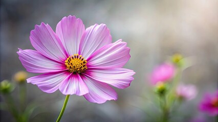 Fototapeta premium Cosmea flower in full bloom against a grey, blurred background, cosmea, flower, bloom, grey, blurred, background, nature