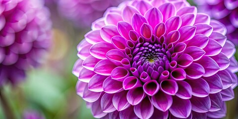 macro shot of a dahlia elma purple flower, dahlia, elma, purple, flower, close up, petal, vibrant, beautiful, nature