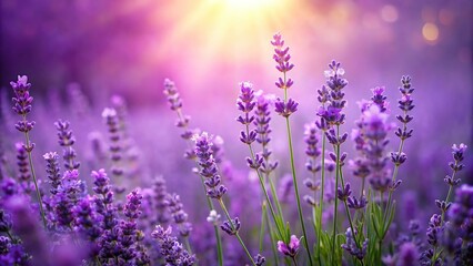 Naklejka premium Purple background with a blooming garden of lavender flowers in full bloom, botanical, landscape