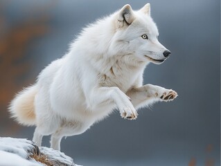 Obraz premium Arctic white wolf jumps under sunlight over rocks on snowy terrain