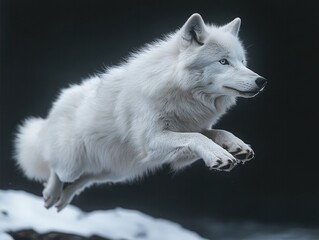 Arctic white wolf jumps under sunlight over rocks on snowy terrain