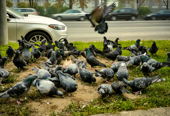 A flock of pigeons are gathered on the sidewalk near a car. The scene is lively and bustling with activity.