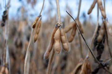 Ripe soybeans on the field in autumn. Harvest time. Soybean sprout close-up