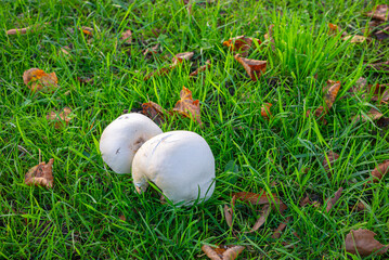 White puffball mushrooms (Bovista) on a lawn