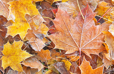 Maple leaves touched by the first frost with a tinge of white frost on the edges