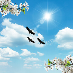 Sunny sky with 3 flying storks with flowers around