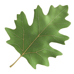 Fototapeta premium A detailed illustration of a green oak leaf, showcasing its distinct lobes and textured surface against a dark background.