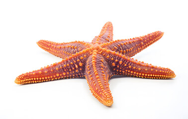 A bright orange starfish isolated on a white background, showing its unique shape and the beauty of the sea.