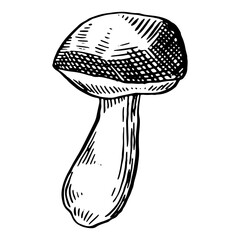 Mushrooms hand drawn sketch