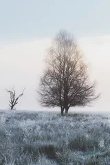 Selbstklebende Fototapeten A lone, frost-covered tree stands in a misty meadow at dawn, creating a serene winter landscape in Loch Lomond & the Trossachs National Park, Scotland. © Stephen