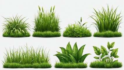 Isolated green grass and plant clusters on white background