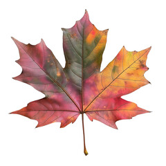 Obraz premium A colorful autumn maple leaf rests against a black background, showcasing vibrant hues of red, yellow, and orange.