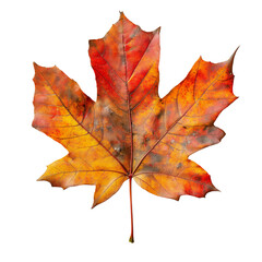 Obraz premium A vibrant, autumn maple leaf with striking orange and yellow hues against a black background.