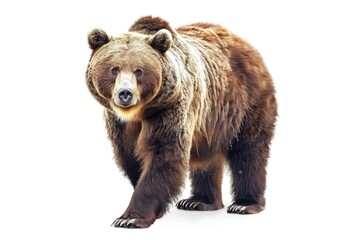 Obraz premium A large brown bear standing on a white surface, great for wildlife or forest scenes