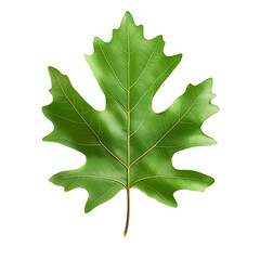 Fototapeta premium A vibrant green leaf with distinctive lobes against a dark background, showcasing its intricate veins and natural beauty.