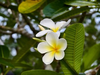Plumeria obtusa flowers in the afternoon