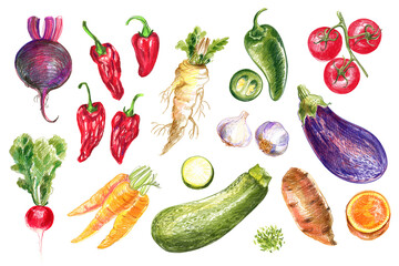 Food Illustrations Vegetables and fruits Colored Pencils. Clipart Sketches of Food. Beetroot, eggplant, pepper, horseradish, jalapeno, tomato, radish, carrot, garlic, zucchini, sweet potato