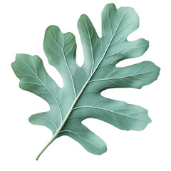 A detailed green leaf with prominent lobes stands out against a black background, showcasing its delicate texture and natural beauty.