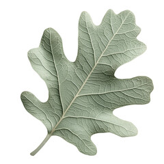 A detailed close-up of an oak leaf showcases its intricate texture and shape against a black background.