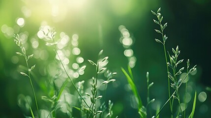 Close up image of grass swaying in the breeze set against a softly blurred dark green backdrop