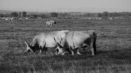 cows grazing in a field