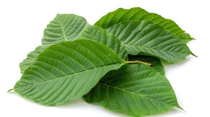 Obraz premium Mitragyna Speciosa Rubiaceae Kratom Leaves Isolated On White Background Have A Medicine Properties
