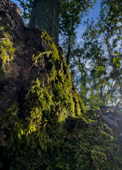 moss on tree
