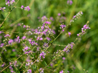 大和川沿いに咲くアレチヌスビトハギの花