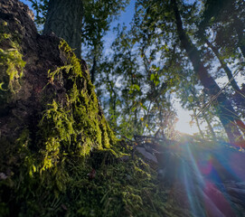sun shining through trees
