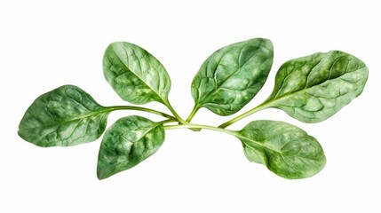 Spinach Isolated On White Background