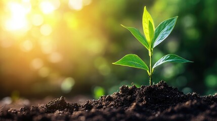 Seedling Sprouting from Soil with Vibrant Green Leaves in Bright Natural Light Representing Growth and Fresh Starts