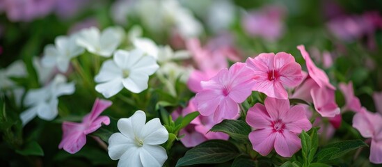 Vincas In The Garden White And Pink