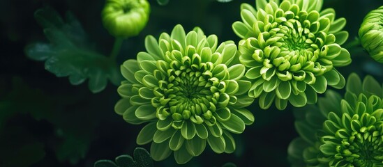 Chrysanthemum Green Flower