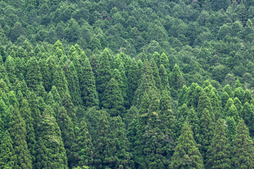 針葉樹林の遠景