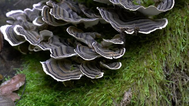 Turkey Tail in natural ambient (Trametes versicolor) - (4K)
