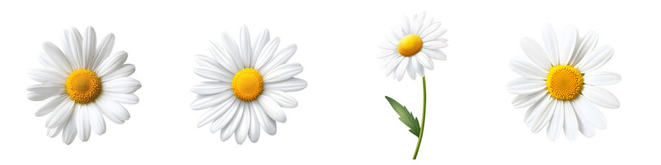 Four Daisies: A quartet of pristine daisies, each captured in a unique pose, showcases their delicate beauty and vibrant yellow centers.