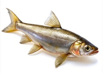 Fototapeta premium Fresh Small-Mouth Smelt Fish Isolated on Transparent Background, Urban Exploration Photography of Aquatic Life, Culinary Delicacy, Seafood Presentation, Nature's Bounty