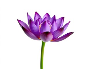 Fototapeta premium A beautiful purple lotus flower set against a clean white background, showcasing the delicate petals and vibrant color, floral, purity