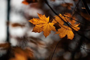 Colorful autumn leaves