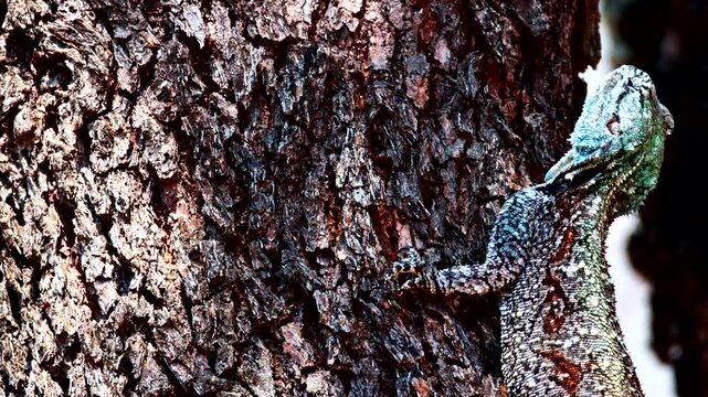 Southern Tree Agama with iconic blue head in breeding season clings to tree