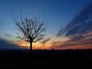 Silhouette of a tree during a sunset with a cityscape  background