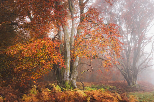 Misty autumn forest woodland with European Beech (fagus sylvatica) trees surrounded by golden bracken in Kinclaven, Perthshire, Scotland.