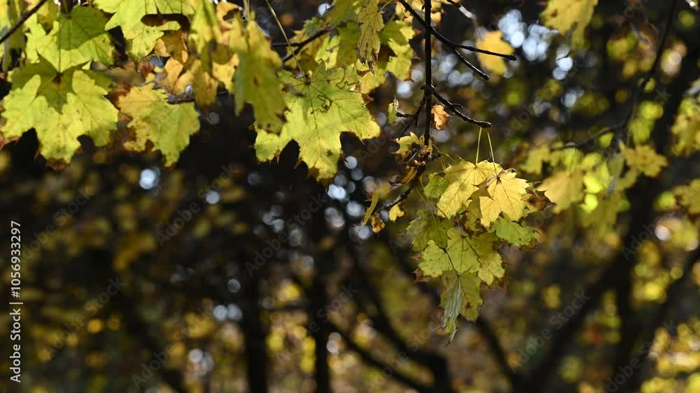 Poster sunlit autumn maple leaves with dark bokeh background