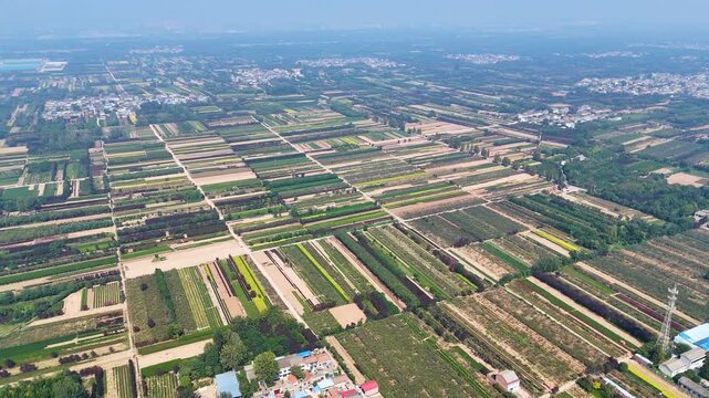 Wide aerial view of vast kiwi plantations and fields in Zhouzhi County, Shaanxi Province, China.